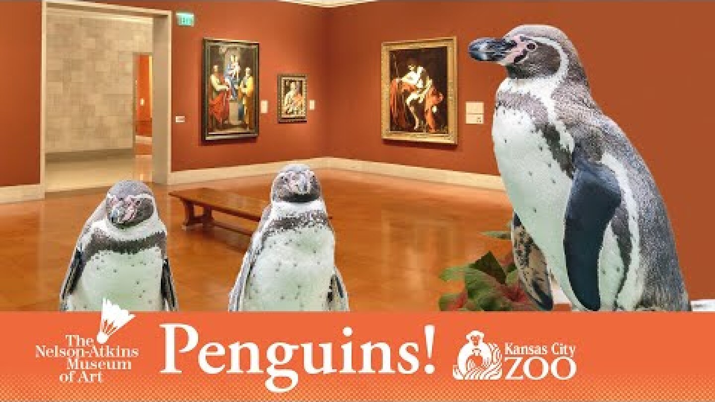 Penguins Visit Nelson-Atkins Ahead of Kansas City Zoo Opening