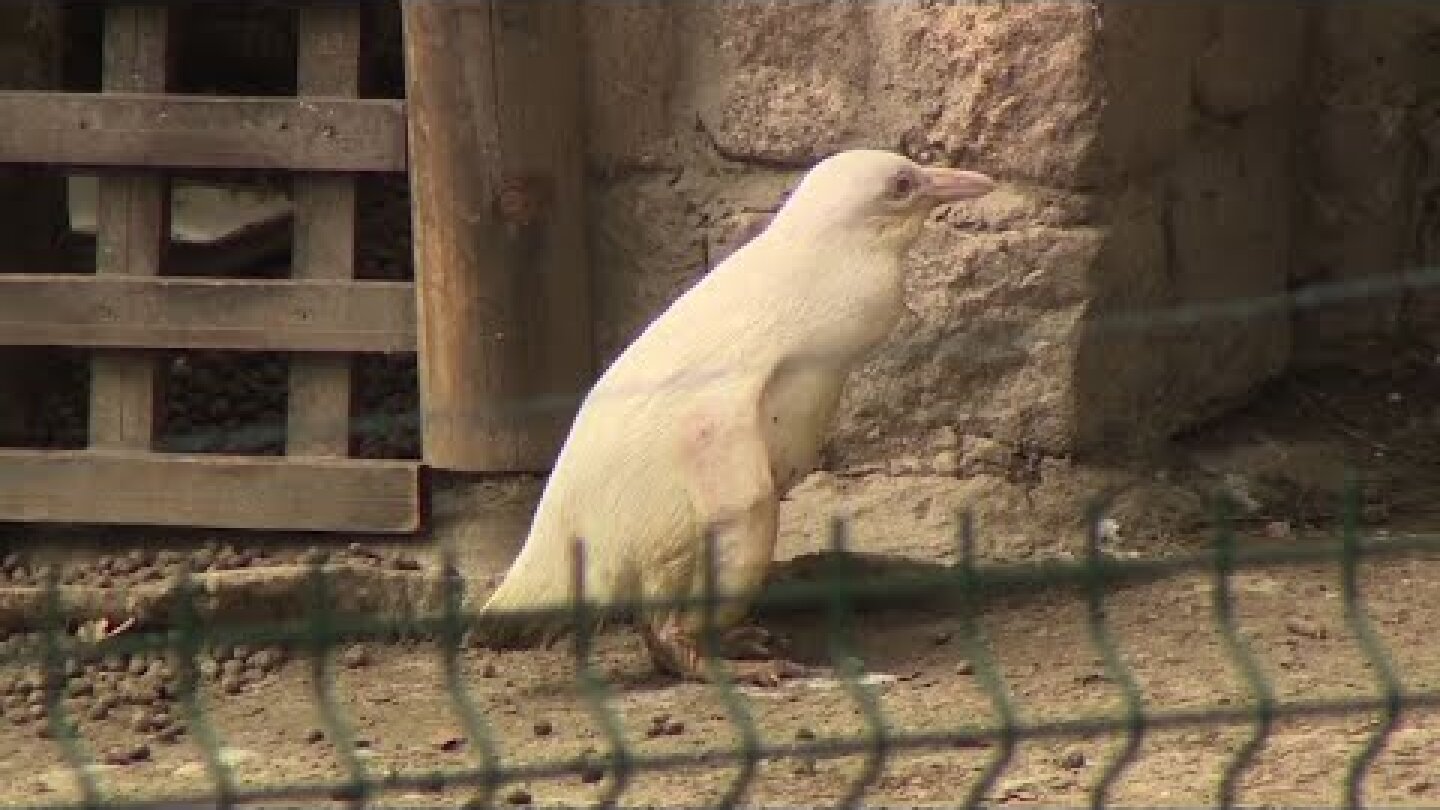 Rare white penguin in Poland makes media debut