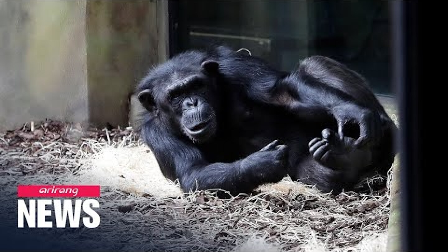 Chimpanzees on 'Zoom' to communicate with visitors online