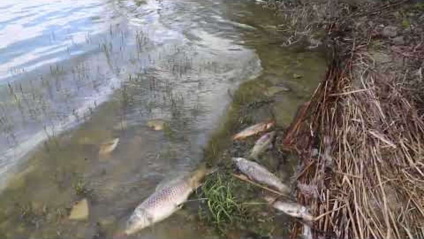 Νεκρά ψάρια ξεβράστηκαν στη λίμνη Κάρλα