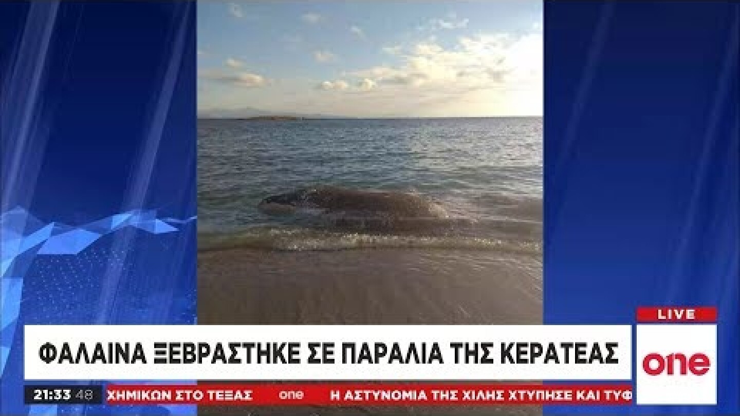 Νεκρή φάλαινα ξεβράστηκε στην Κερατέα