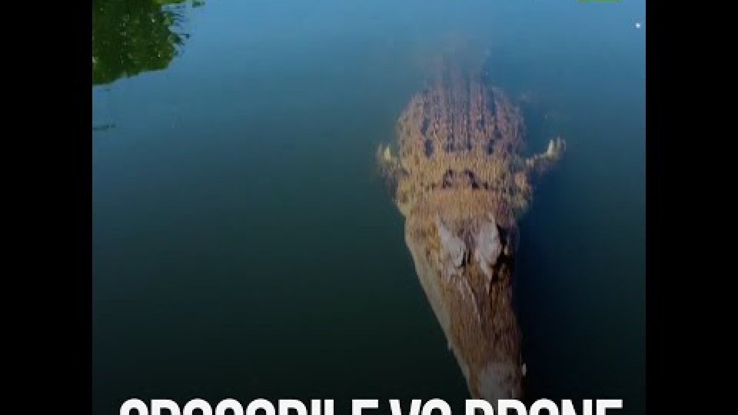 Crocodile vs. Drone