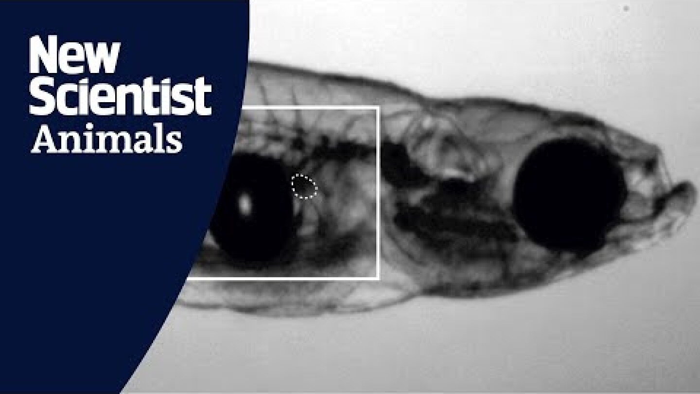 Tiny fish make sounds as loud as firecrackers