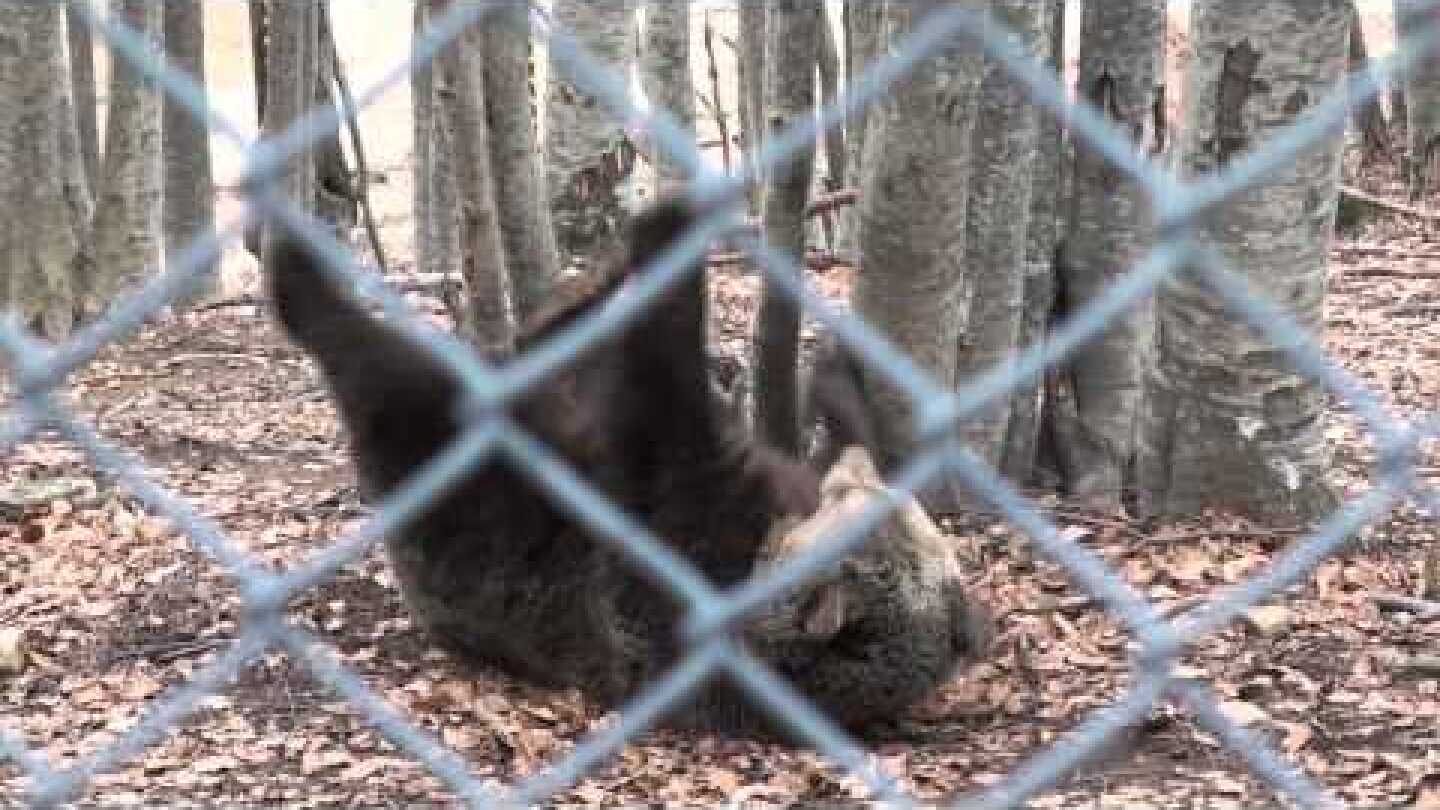 barbara_Arktouros.mp4