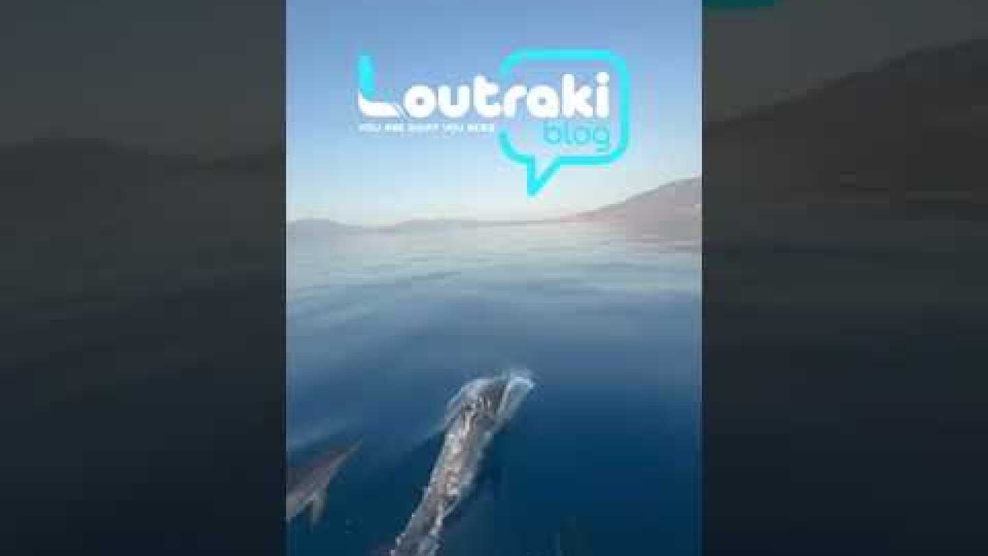 Δεκάδες δελφίνια στο Λουτρακι!
