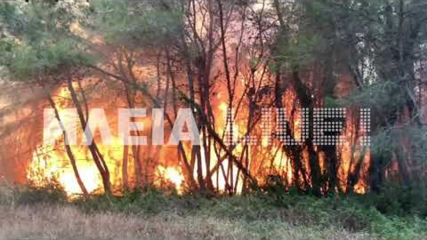 ilialive.gr - Στις στάχτες το Κουνουπέλι