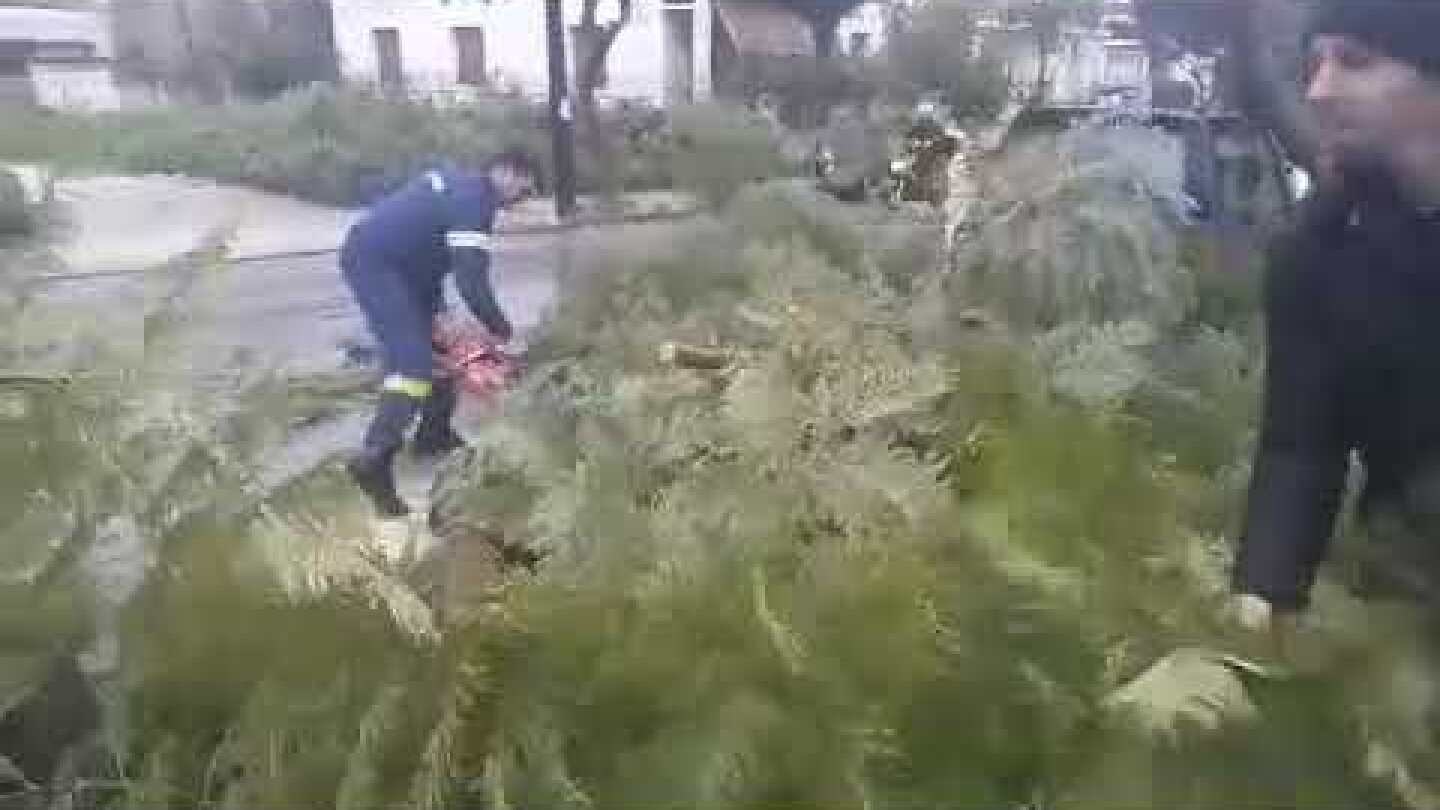 Πτώση δέντρου στα Χανιά