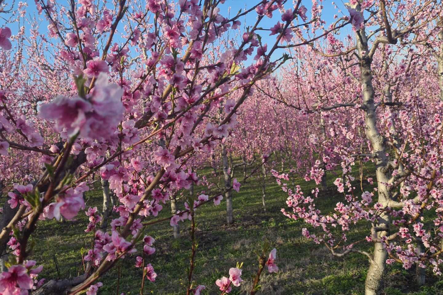 Ανθισμένες ροδακινιές