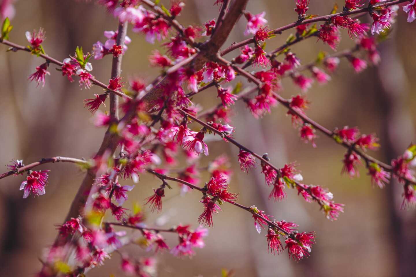 Ροδακινιές Βέροιας
