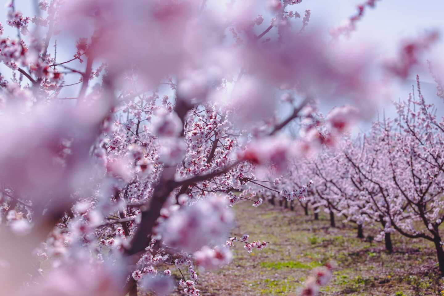 Ανθισμένες ροδακινιές