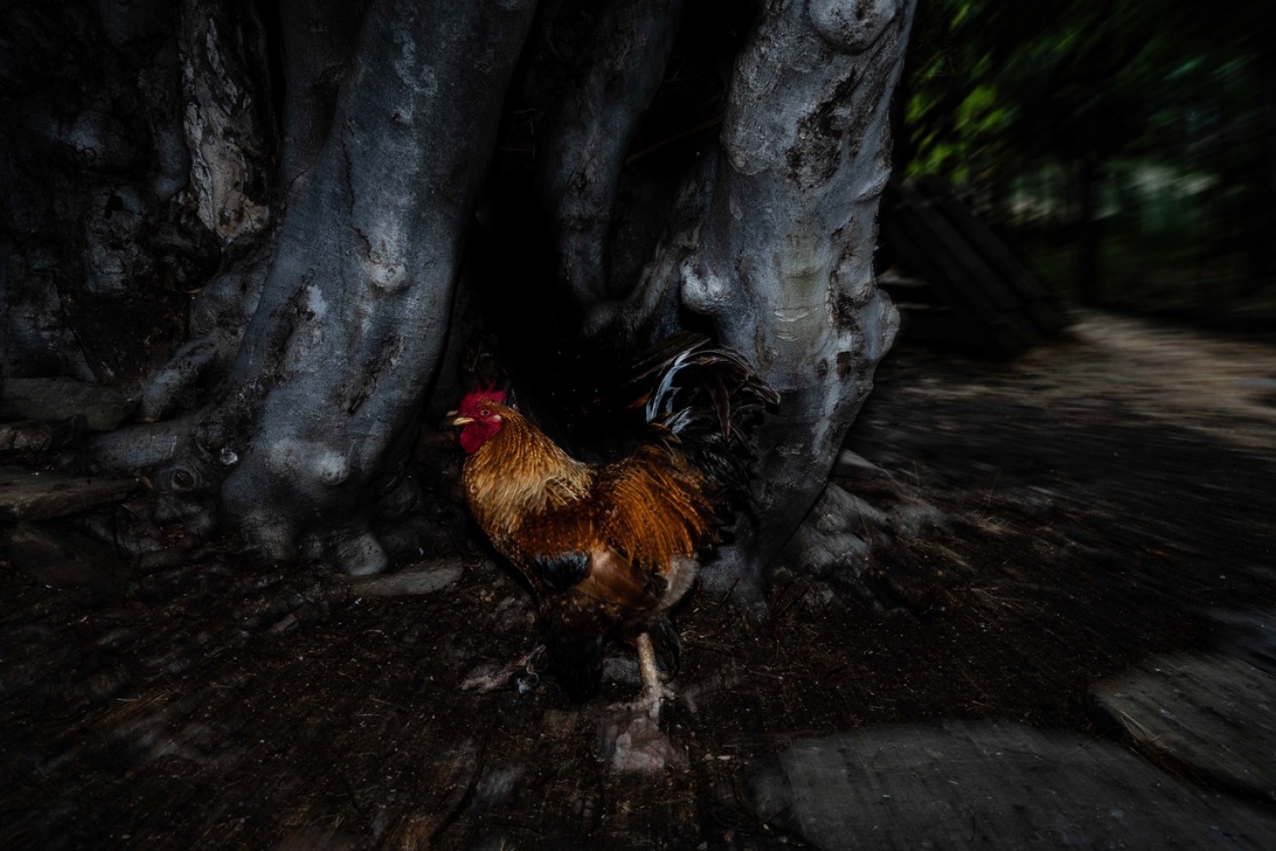 Ένα ταξίδι στην ορεινή Ροδόπη, στη μεγάλη γιορτή των Αλεβιτών Μουσουλμάνων