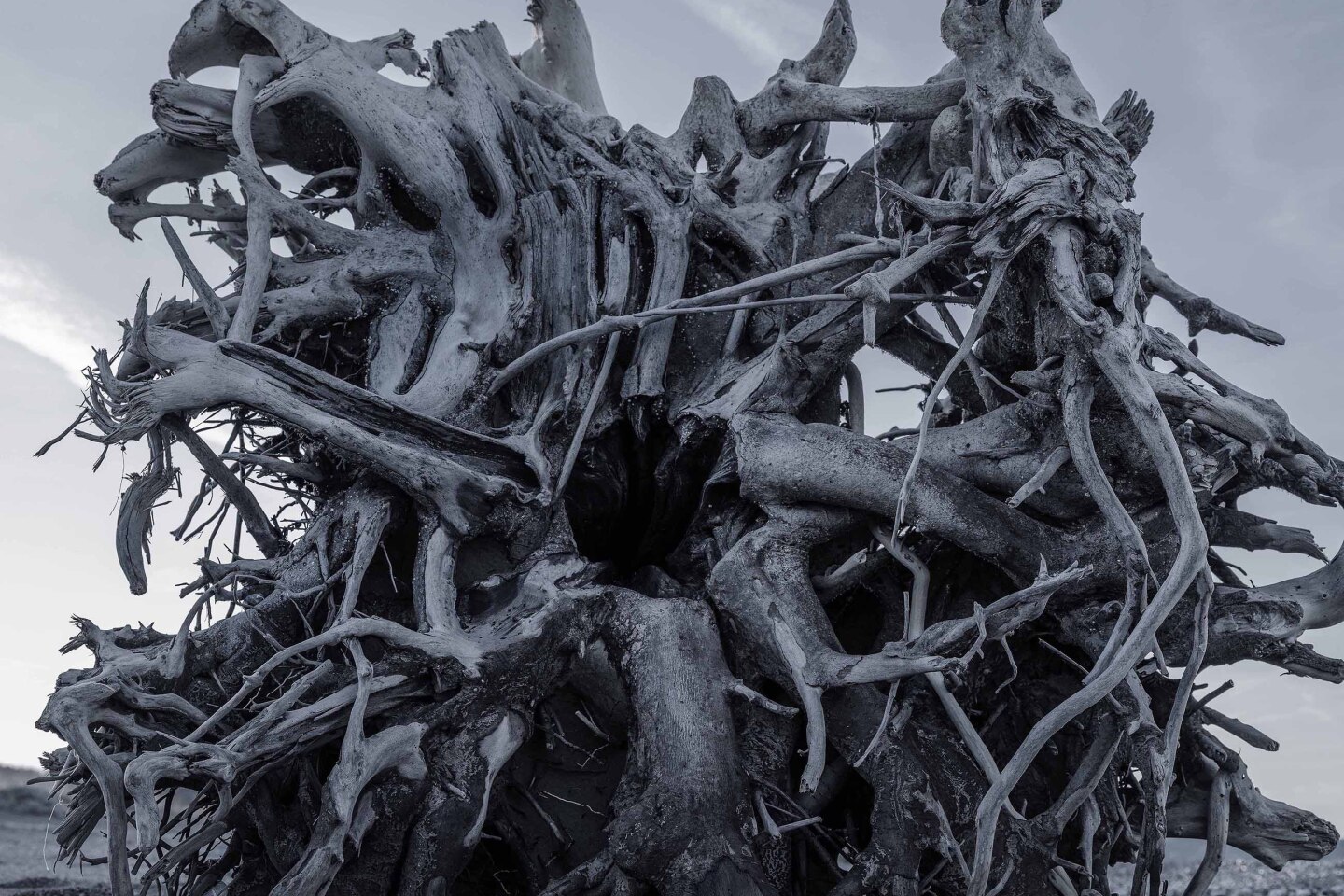 Τάσος Βρεττός, «Το αίνιγμα του δάσους»