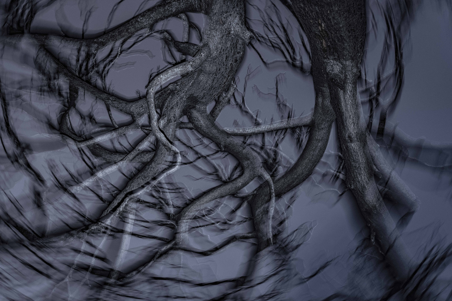 Τάσος Βρεττός, «Το αίνιγμα του δάσους»