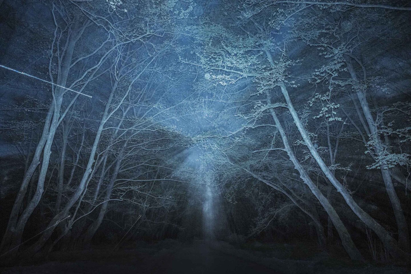 Τάσος Βρεττός, «Το αίνιγμα του δάσους»