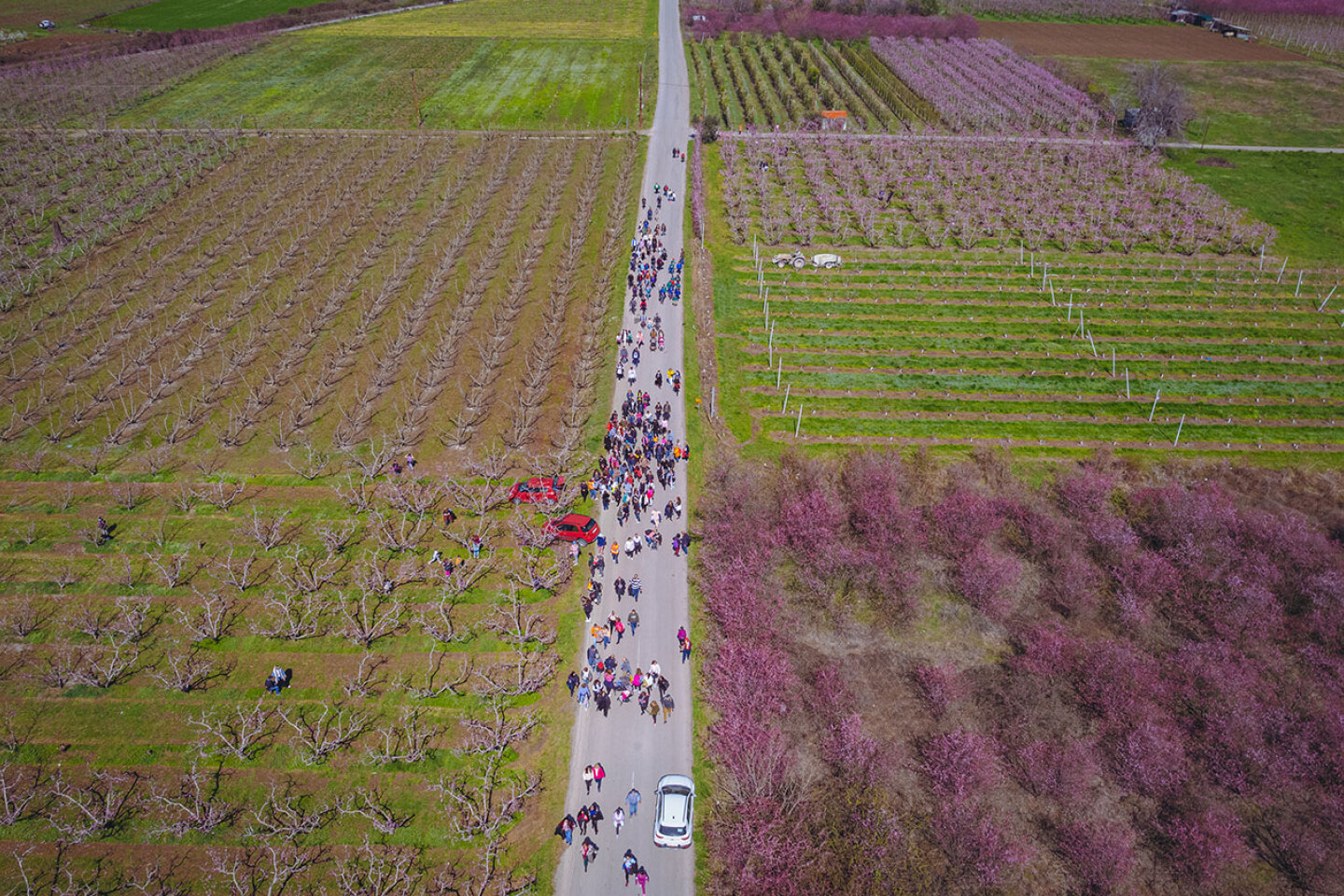 Ανθισμένες ροδακινιές