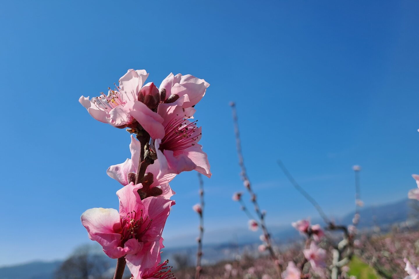Βέροια -ανθισμένες ροδακινιέςς