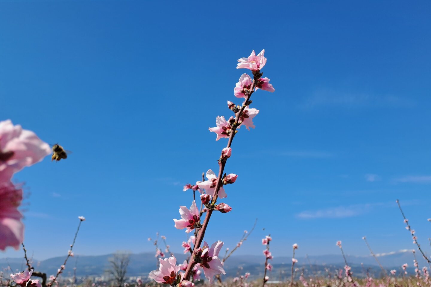 Ανθισμένες ροδακινιές