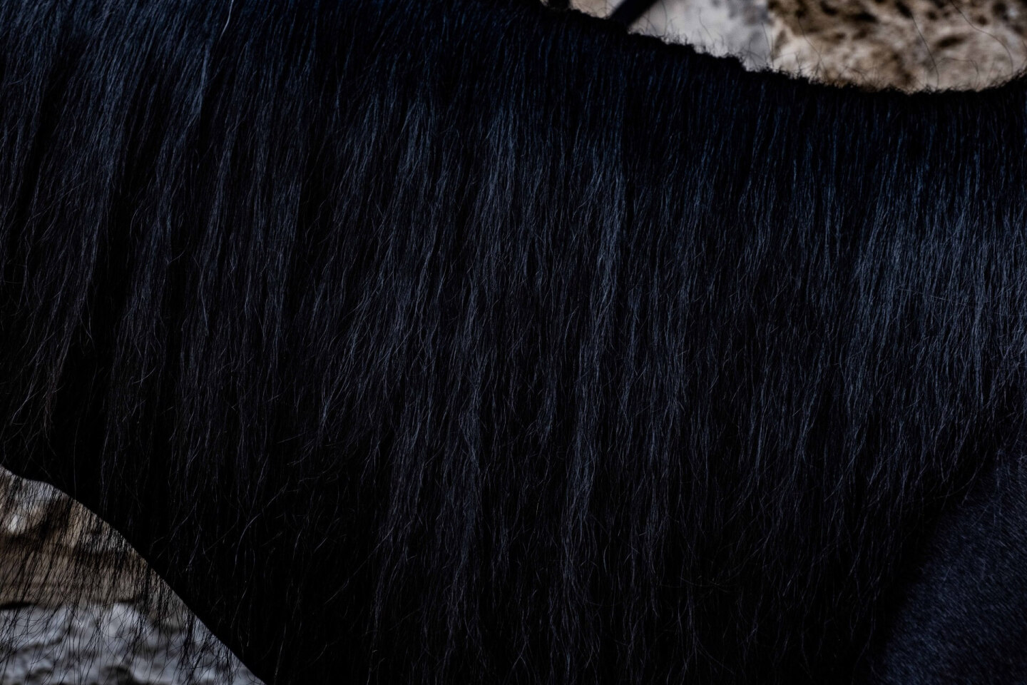 Ασούρα: To αυτομαστίγωμα των Σιιτών Μουσουλμάνων στον Πειραιά μέσα από τον φακό του Τάσου Βρεττού