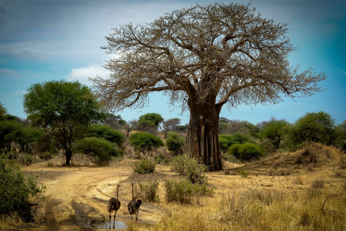 Στρουθοκάμηλοι στην Τανζανία
