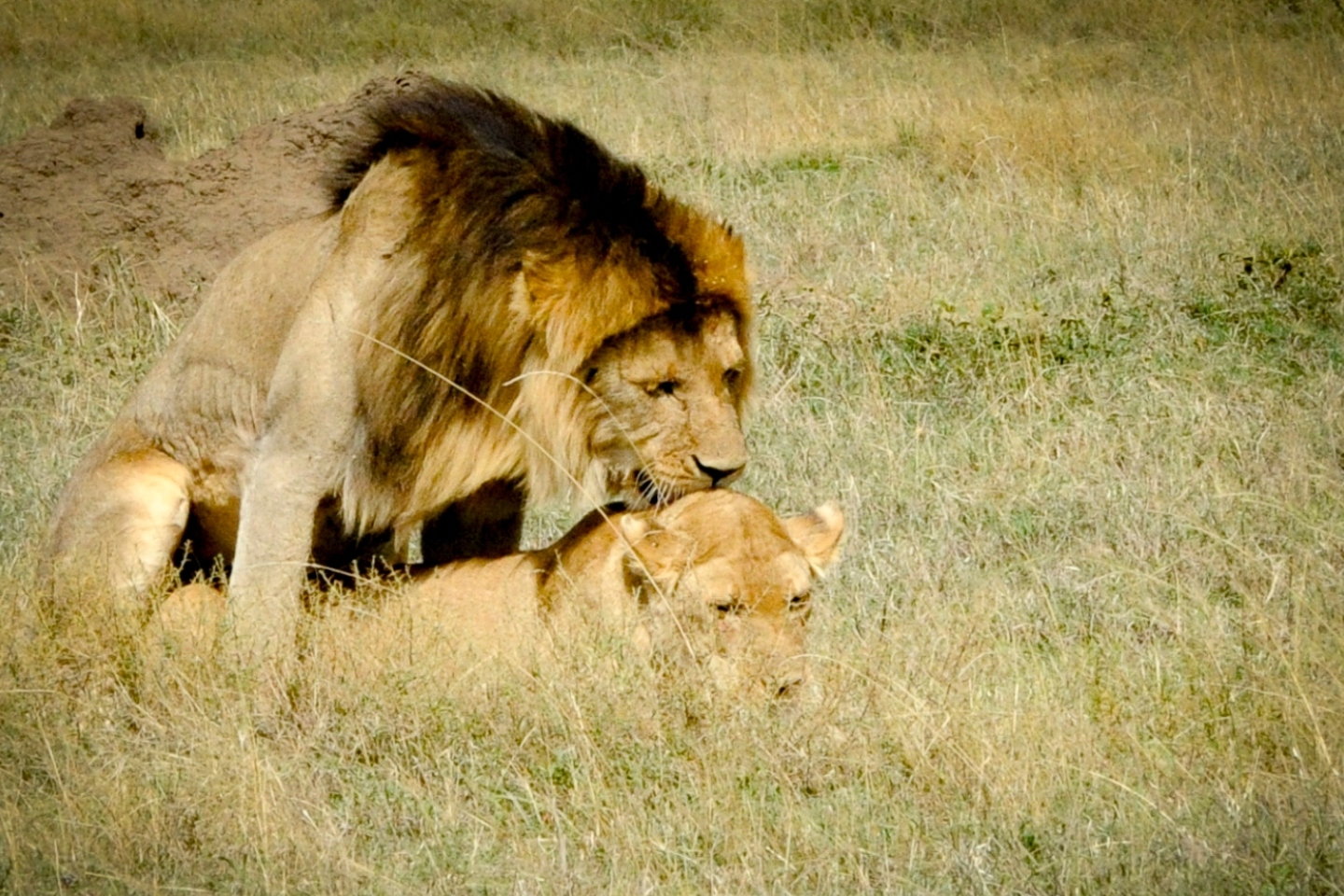 Λιοντάρια στην Τανζανία