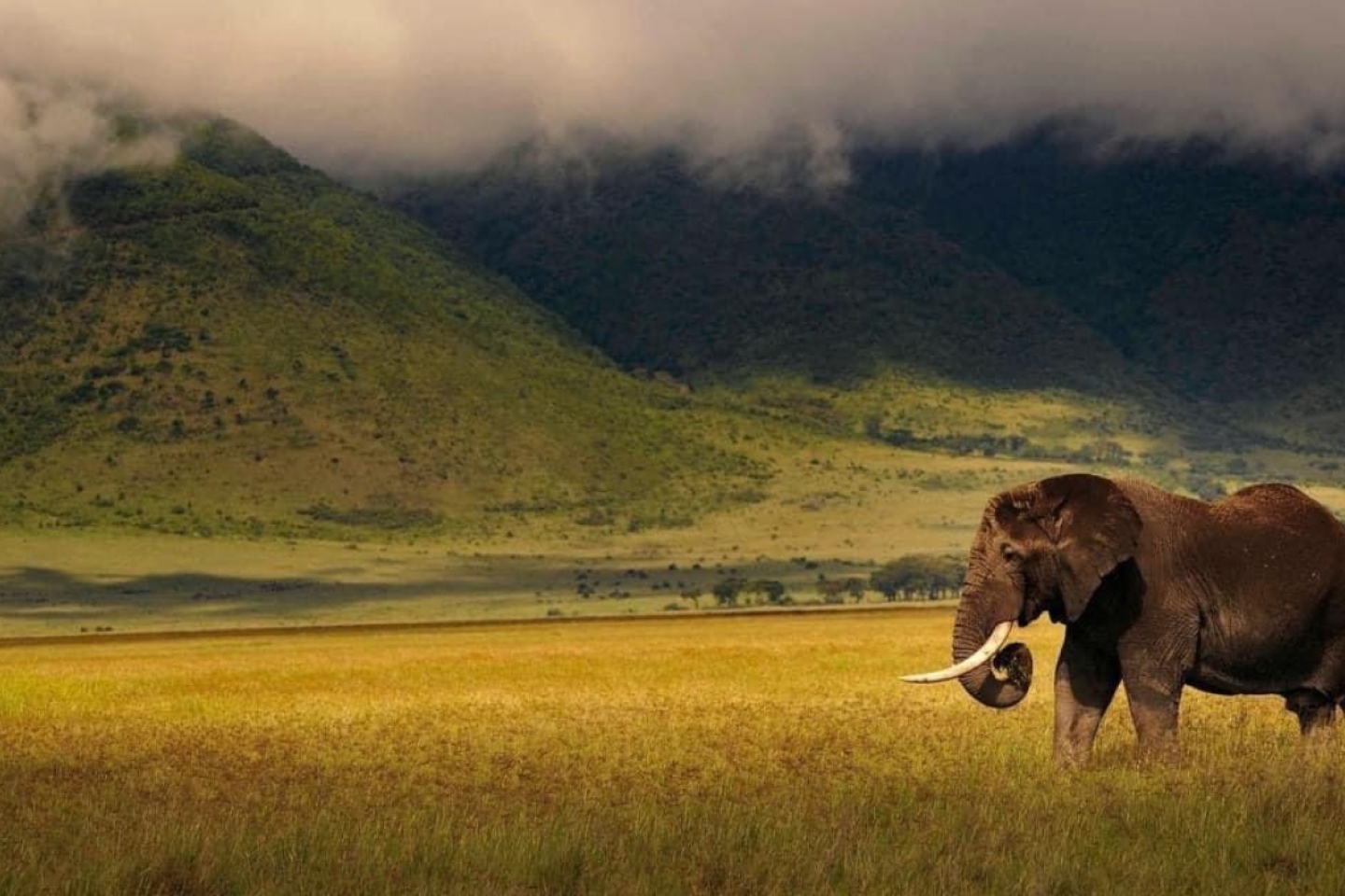 ελέφαντας στην Τανζανία