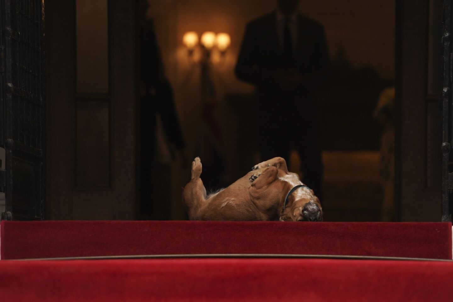 Ο Peanut στην είσοδο του Μεγάρου Μαξίμου, εν όψει της συνάντησης του πρωθυπουργού Κυριάκου Μητσοτάκη με τον γενικό κυβερνήτη της Αυστραλίας David Hurley, στις 2 Μαΐου 2023