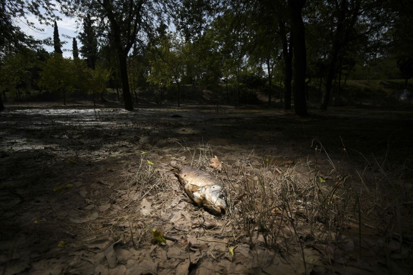Νεκρά ψάρια στο πάρκο Αλκαζάρ, μετά την υποχώρηση των νερών από την πλημμυρισμένη λόγω της κακοκαιρίας Daniel περιοχής, 19 Σεπτεμβρίου 2023