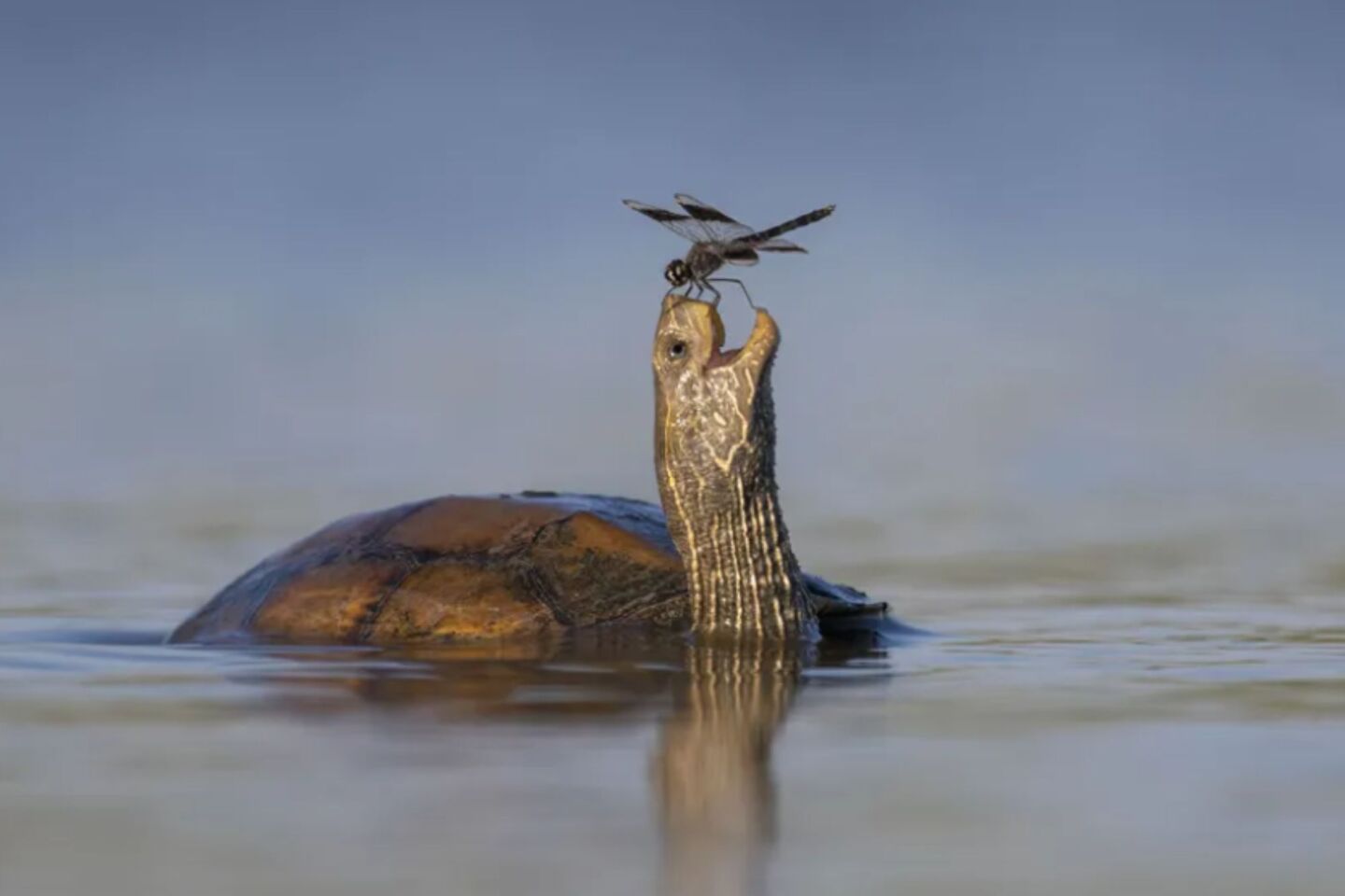 Ο Tzahi Finkelstein εντόπισε μια βαλκανική λιμνοχελώνα να περπατάει στα ρηχά νερά