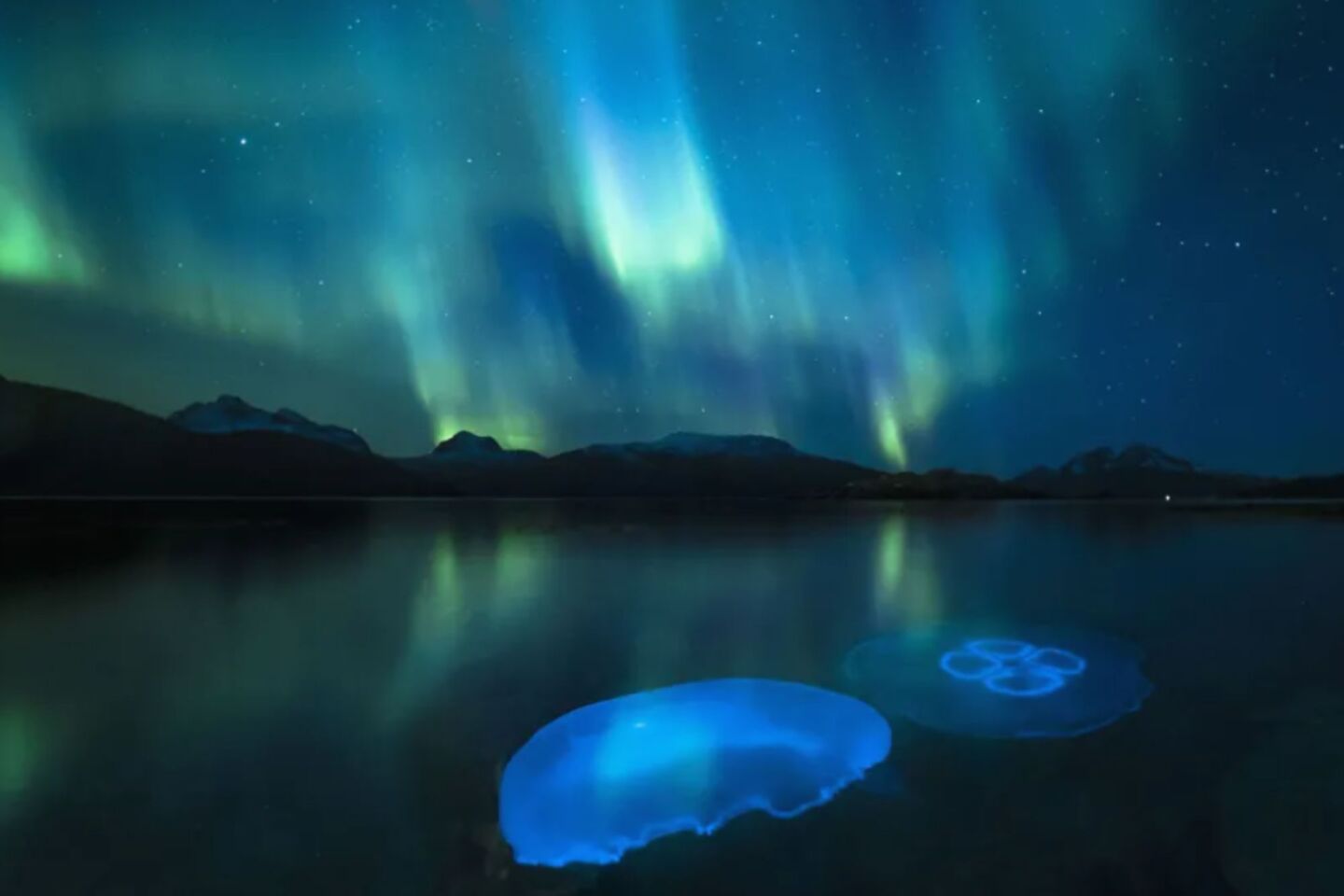 Oι σεληνιακές μέδουσες στα νερά ενός φιόρδ έξω από το Tromsø στη βόρεια Νορβηγία που φωτιζόταν από το Βόρειο Σέλας