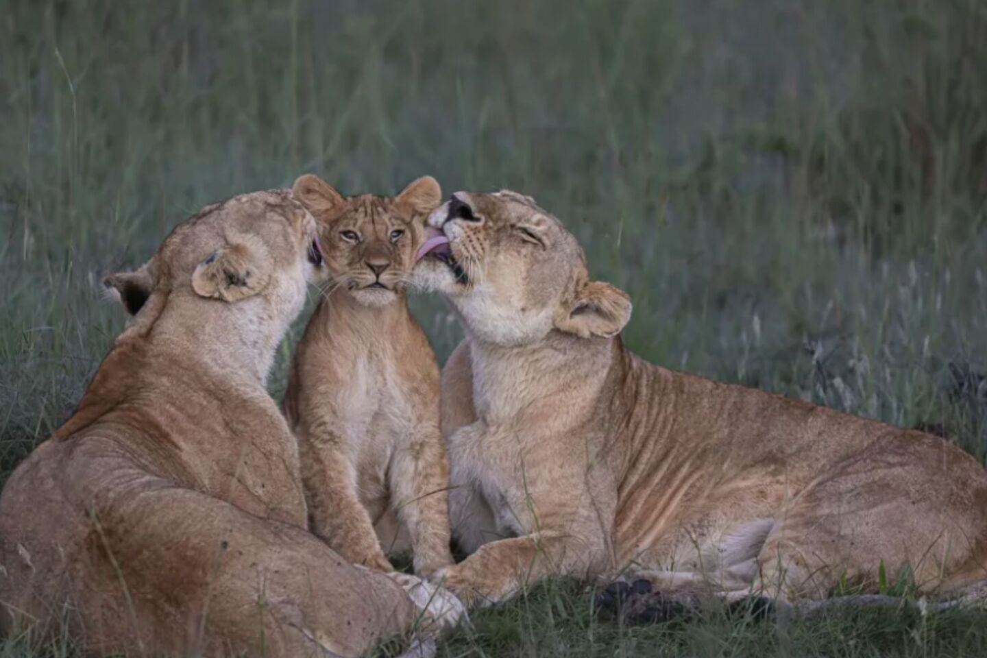 Δύο λέαινες κάλεσαν τα μικρά τους στα λιβάδια και άρχισαν να τα περιποιούνται