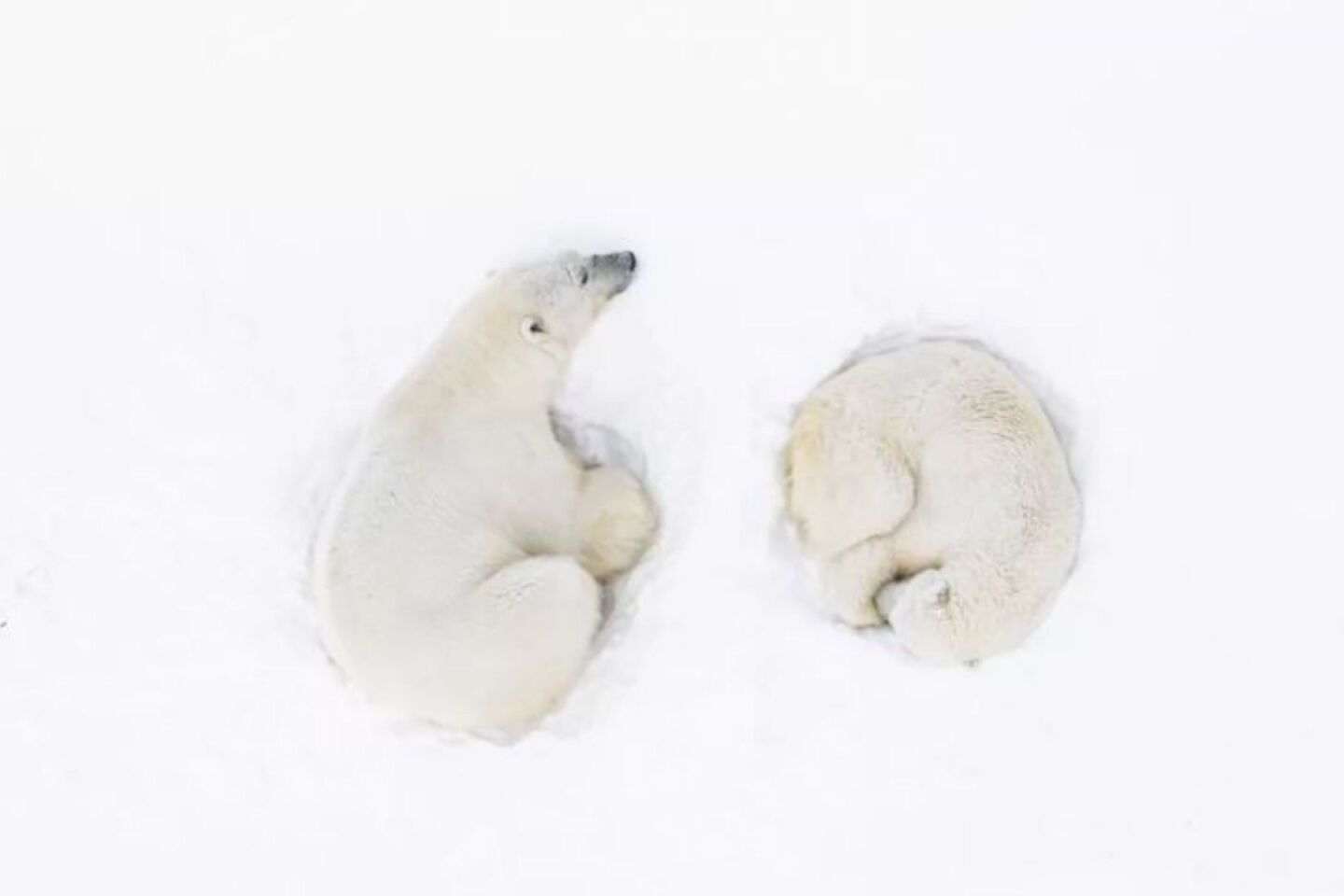 A Polar Romance 