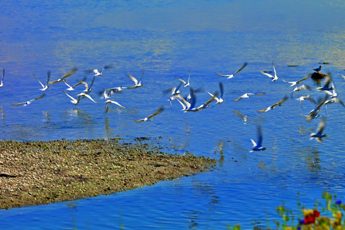 Στην Κορωνησία με το σύνθημα «Σώστε τον Αμβρακικό»