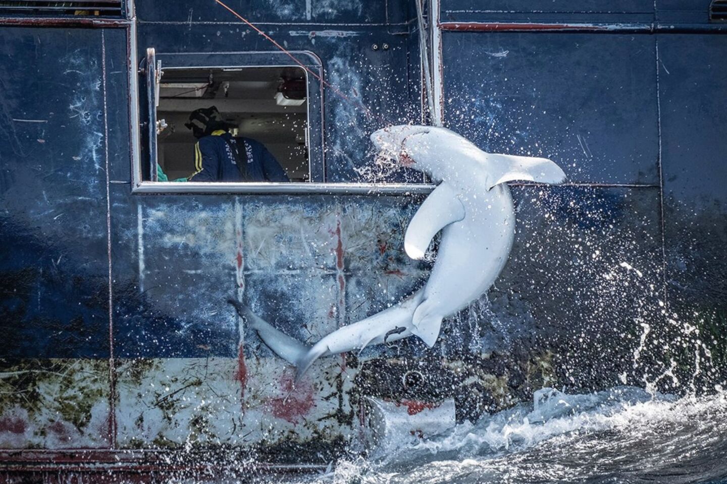 « Αγκιστρωμένος». Ο Τόμι Τρέντσαρντ τεκμηρίωσε την αλίευση ενός καρχαρία ρέκβιεμ, με το σώμα του κυρτωμένο σε μια τελευταία πράξη αντίστασης. Ο Τόμι ταξίδευε με το πλοίο «Arctic Sunrise» της Greenpeace. Η ερευνητική αποστολή του πλοίου είχε ως στόχο να καταγράψει τα παρεμπίπτοντα αλιεύματα, δηλαδή την ακούσια αλίευση, στην προκειμένη περίπτωση καρχαριών, από αλιευτικά σκάφη που ψαρεύουν τόνο και ξιφία και να αναδείξει την έλλειψη αποτελεσματικής ρύθμισης της βιομηχανικής αλιείας σε διεθνή ύδατα.