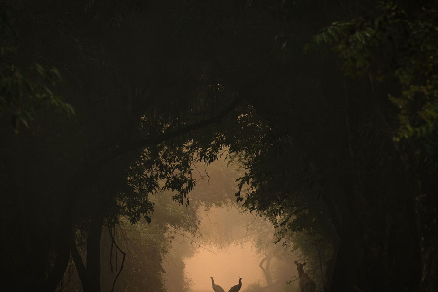 «Στο επίκεντρο». Η εννιάχρονη Σρεγιόβι Μέτα περπατούσε στο δάσος με τους γονείς της όταν εντόπισε αυτή τη σκηνή στο Ρατζαστάν της Ινδίας. Η νεαρή φωτογράφος με το εκπληκτικό ταλέντο έτρεξε στον πατέρα της, ο οποίος κουβαλούσε τις φωτογραφικές μηχανές, και στη συνέχεια έπεσε στο έδαφος για να φωτογραφίσει από χαμηλή γωνία. Το Κεολαντέο, γνωστό για την ορνιθοπανίδα του, προσελκύει μεγάλο αριθμό υδρόβιων πουλιών το χειμώνα, ενώ τα παπαγαλάκια κατοικούν εδώ όλο τον χρόνο κουρνιάζοντας σε μεγάλα δέντ