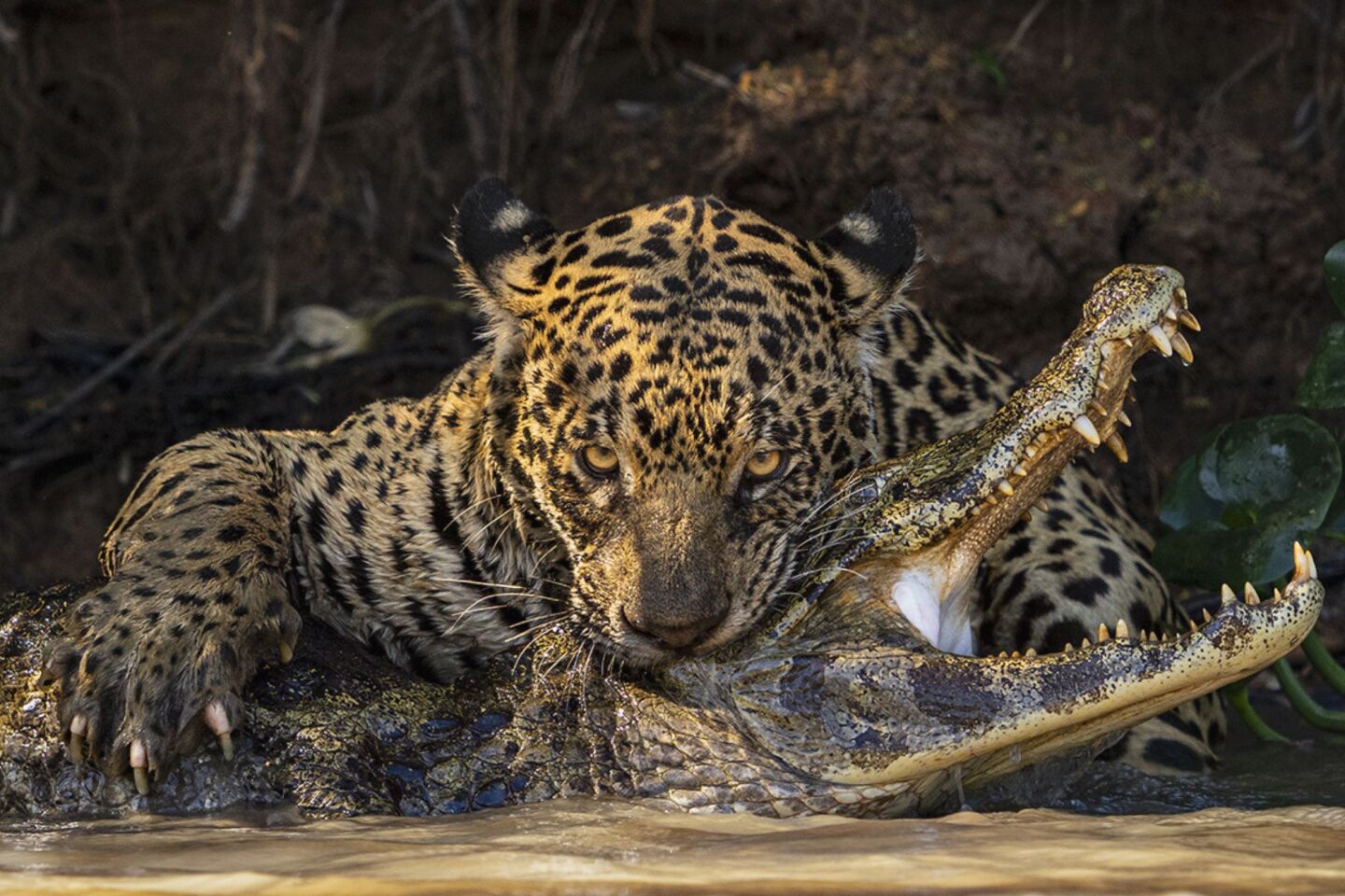 «Θανατηφόρο δάγκωμα»