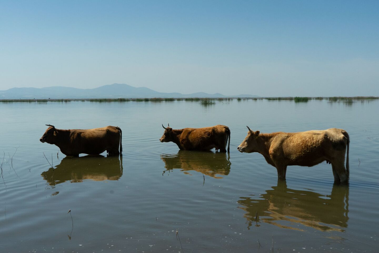 Κατερίνα Φασσέα