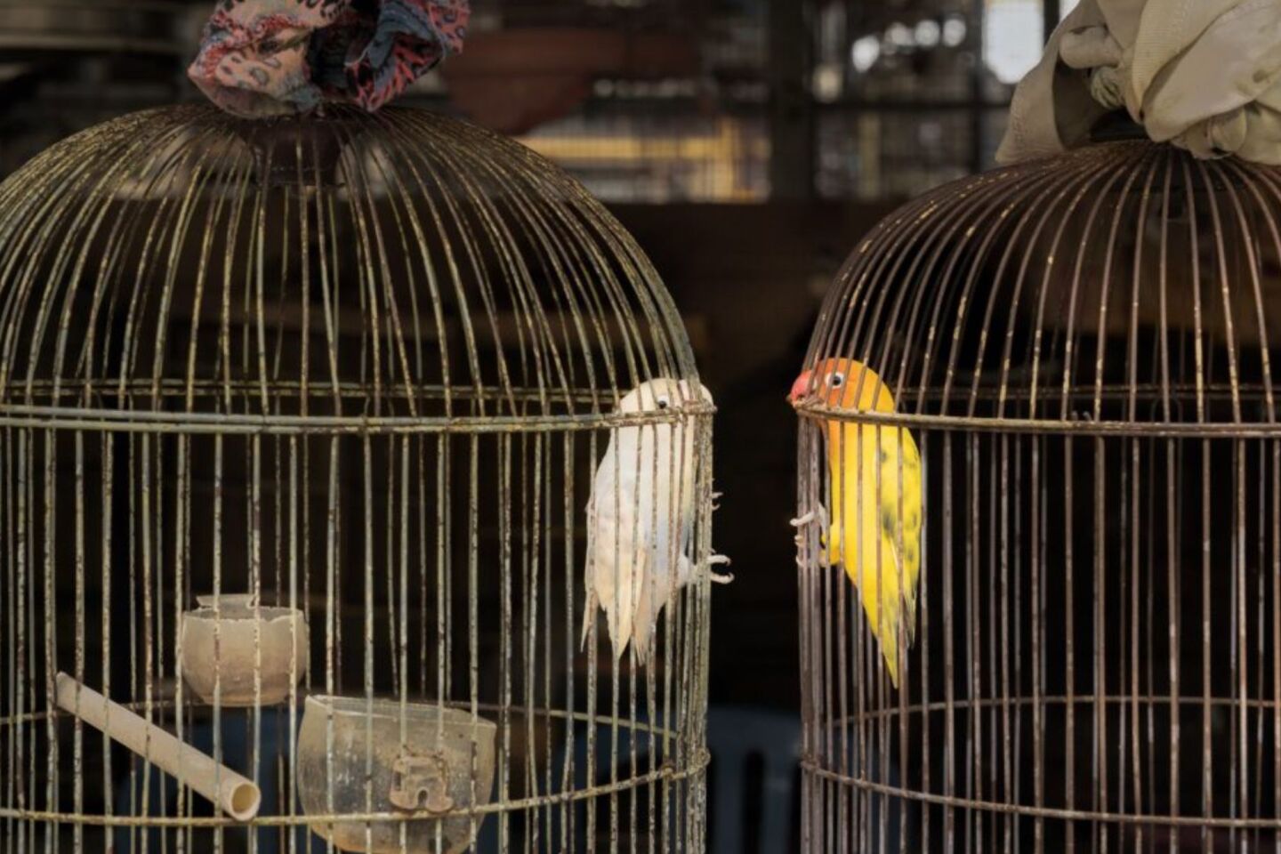 Bird Photographer of the Year 2024: Οι εικόνες που ξεχώρισαν 