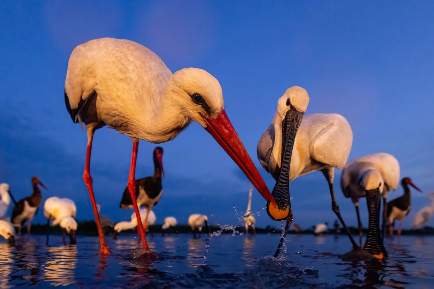 Bird Photographer of the Year 2024: Οι εικόνες που ξεχώρισαν 