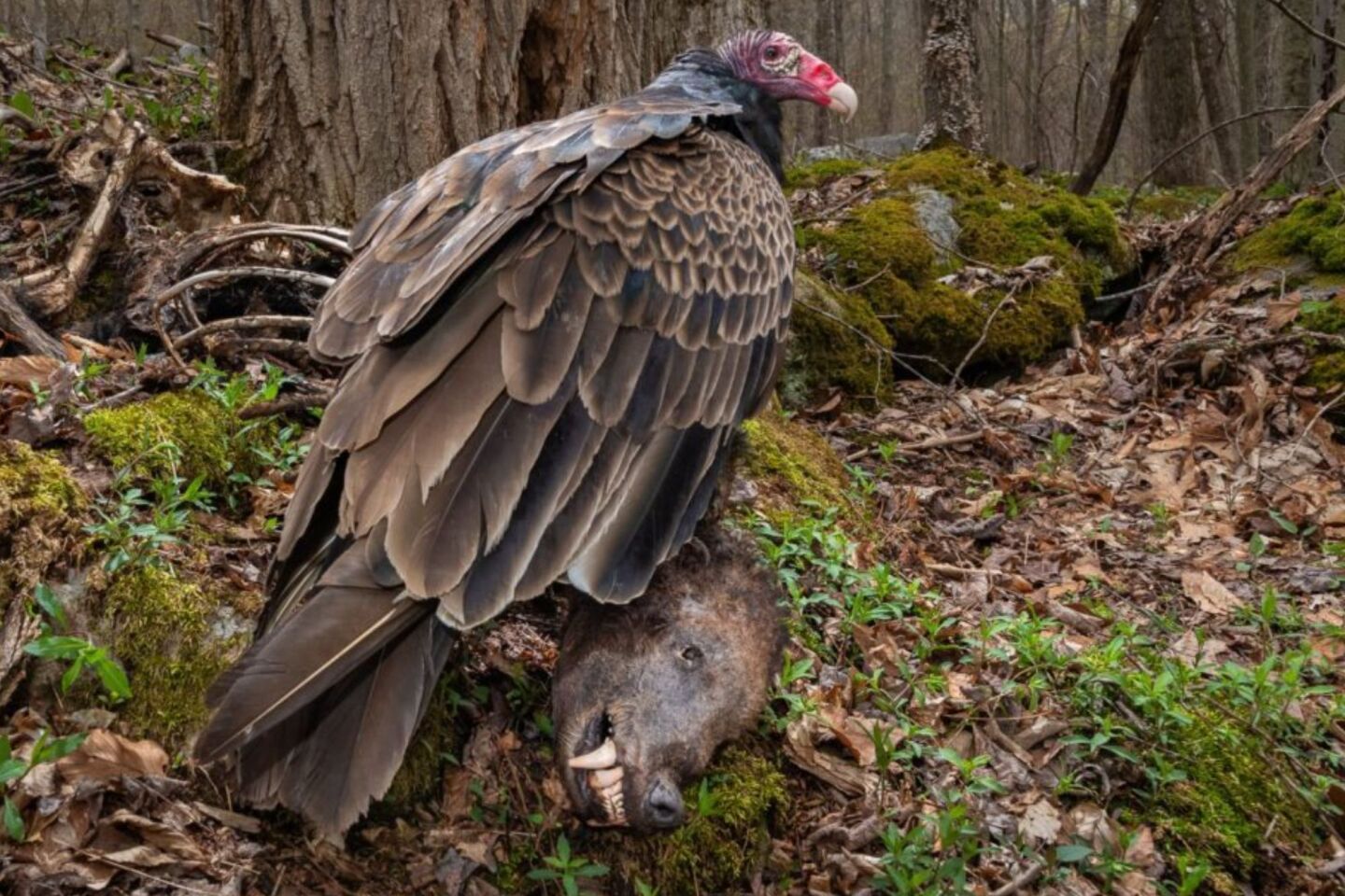 Bird Photographer of the Year 2024: Οι εικόνες που ξεχώρισαν 