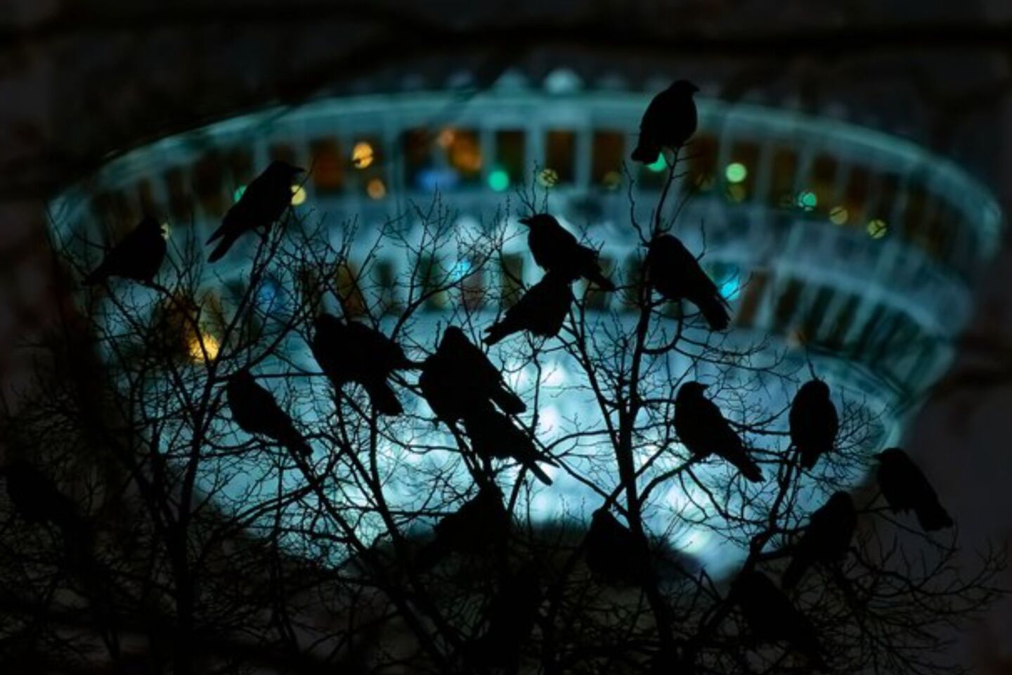 Bird Photographer of the Year 2024: Οι εικόνες που ξεχώρισαν 