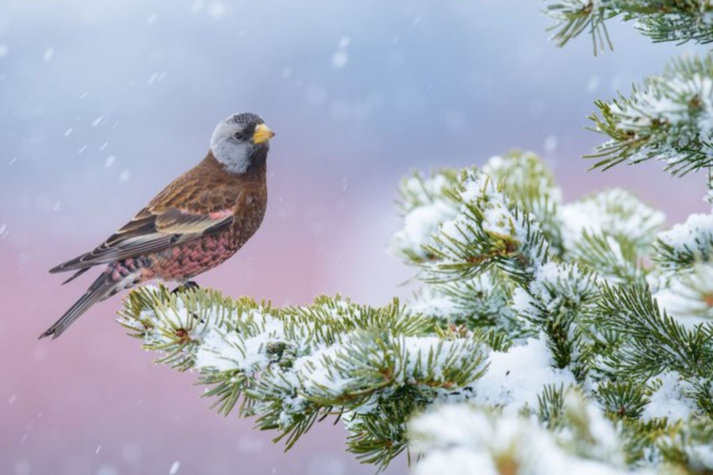 Bird Photographer of the Year 2024: Οι εικόνες που ξεχώρισαν 
