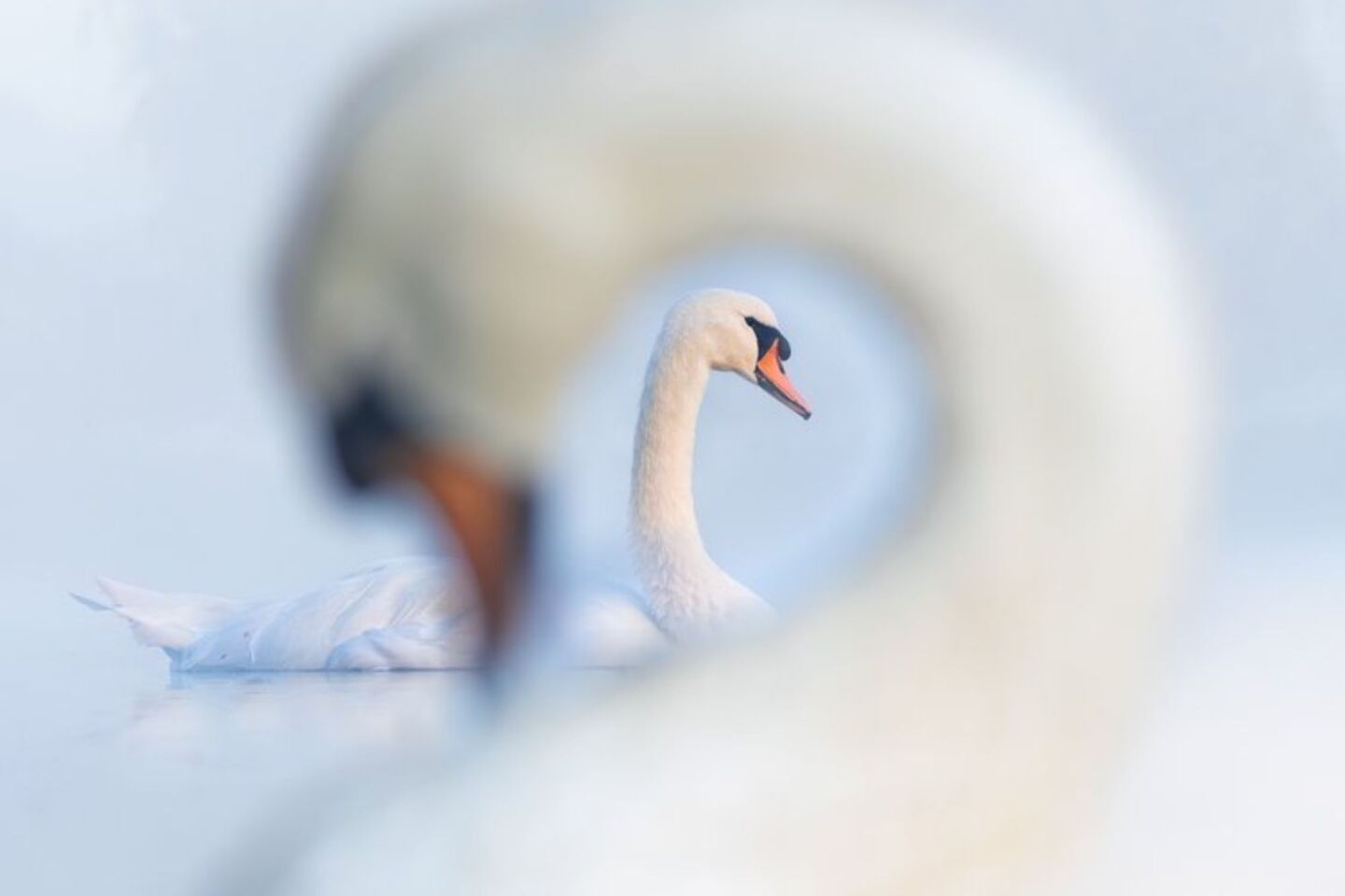 Bird Photographer of the Year 2024: Οι εικόνες που ξεχώρισαν 