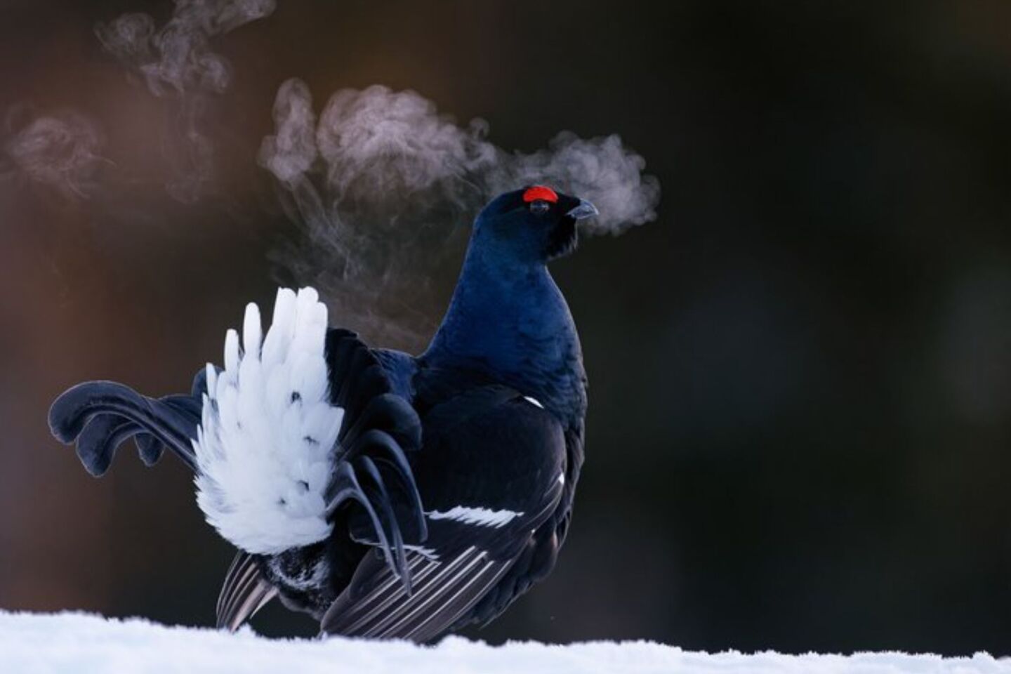 Bird Photographer of the Year 2024: Οι εικόνες που ξεχώρισαν 