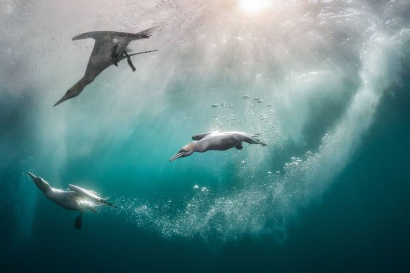 Bird Photographer of the Year 2024: Οι εικόνες που ξεχώρισαν 