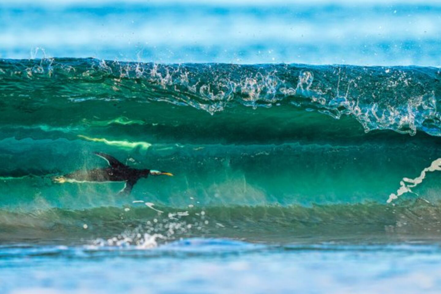 Bird Photographer of the Year 2024: Οι εικόνες που ξεχώρισαν 