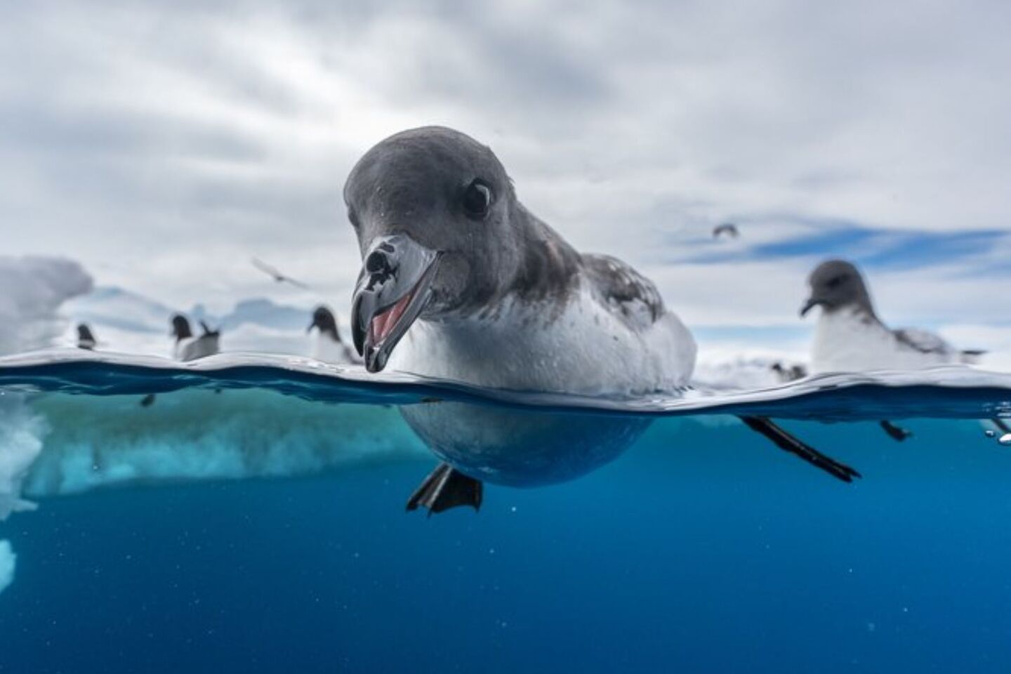 Bird Photographer of the Year 2024: Οι εικόνες που ξεχώρισαν 