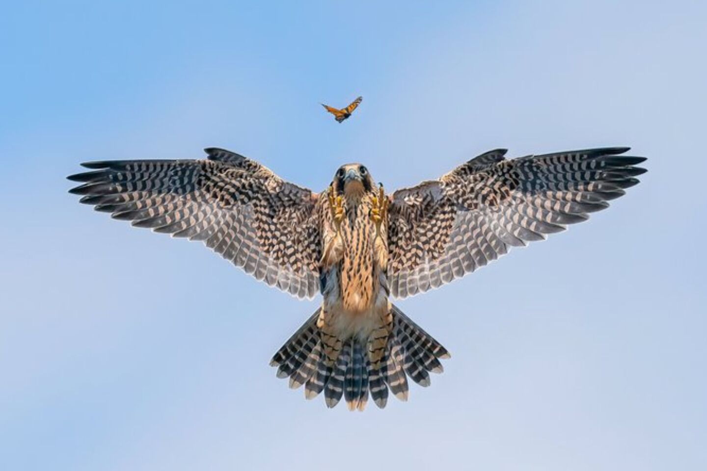 Bird Photographer of the Year 2024: Οι εικόνες που ξεχώρισαν 