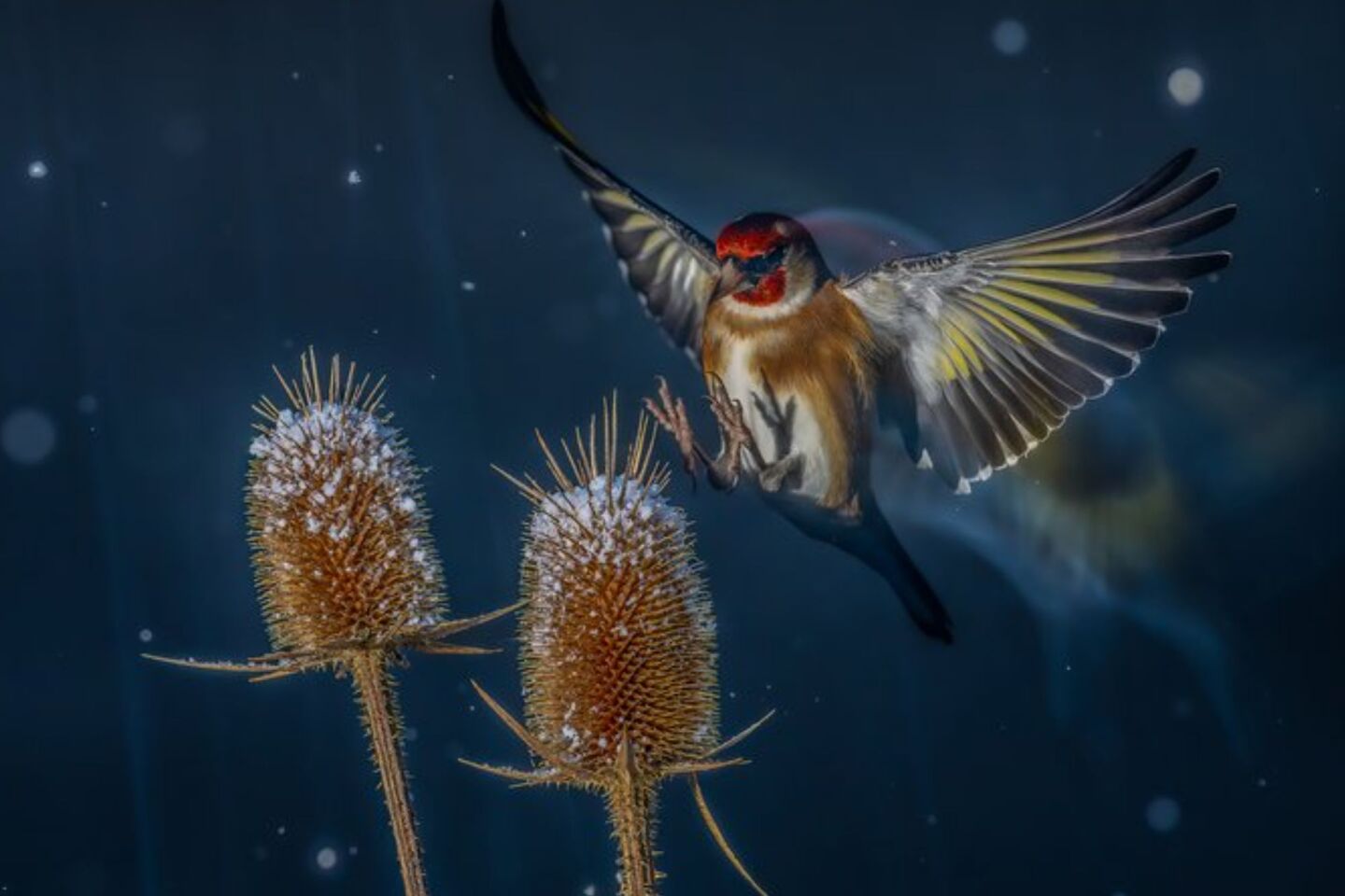 Bird Photographer of the Year 2024: Οι εικόνες που ξεχώρισαν 