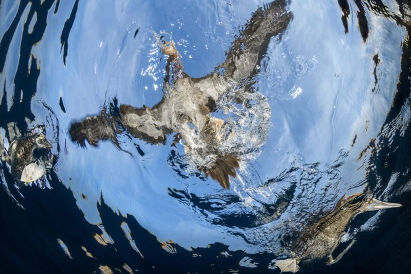 Bird Photographer of the Year 2024: Οι εικόνες που ξεχώρισαν 