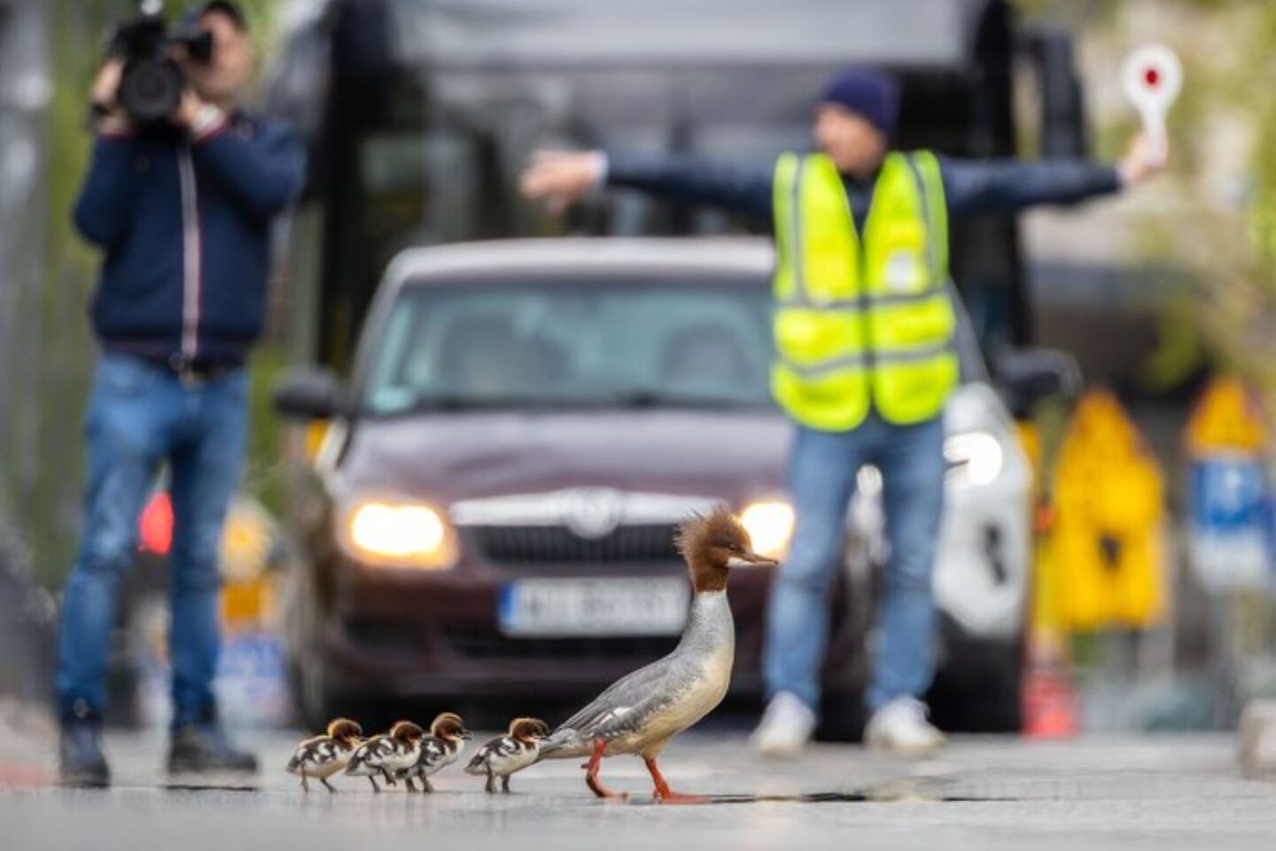 Bird Photographer of the Year 2024: Οι εικόνες που ξεχώρισαν 